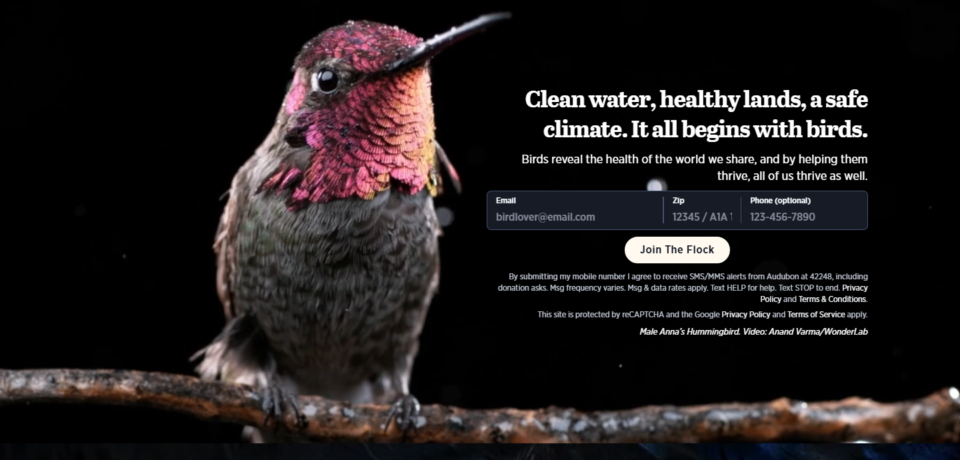 Audubon Website Project screenshot